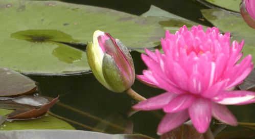 浙江罕见红黄双色睡莲盛开_惊艳，宁波植物园的一朵睡莲开出红黄双色