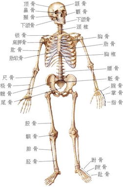 身体4个异常说明骨头已变脆_身体4个异常说明骨头已变脆 | 10个问题自测骨质疏松