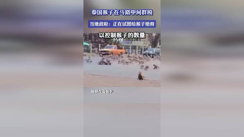 泰国猴子在马路中央群殴_泰国街头数千只猴子打群架，37只带头公猴被抓，政府：全部阉了！