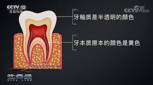 淡黄色是牙医公认的健康色号_淡黄色，才是牙医公认的健康色号