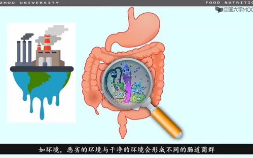 哪些因素会破坏肠道群菌_肠道菌群失调，影响身体健康，专家：有3个因素易破坏菌群