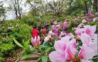 云南人是会吃花的_云南人的“吃花”习惯，都可自成一大“菜系”，花样多又好吃