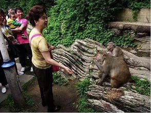 贵州黔灵山猴子变跳水队_太离谱，贵州黔灵山猴子为啥变“跳水队”达人？