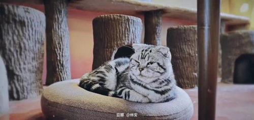 爸爸养的猫已经25岁了_网友爸爸养的猫咪25岁了