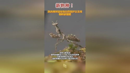 秦岭发现新物种秦岭缺翅螳_伪装能力超强！秦岭又双叒发现新物种→