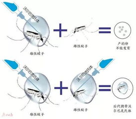 广州投放绝育雄蚊子_广州投放绝育雄蚊防控登革热，你知道是怎么回事吗?