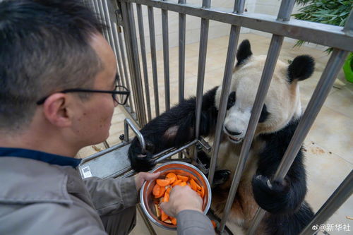 福宝进食排便都正常_大熊猫“福宝”进食正常且无发抖表现 排便正常