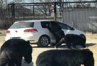 八达岭野生动物园轿车遭黑熊围堵视频曝光 开窗给黑熊喂食是黑熊之错吗？