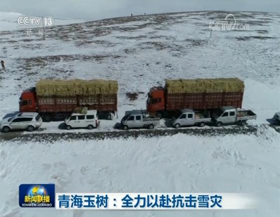 青海玉树:全力以赴抗击雪灾 雪灾致超过1.8万头牲畜死亡