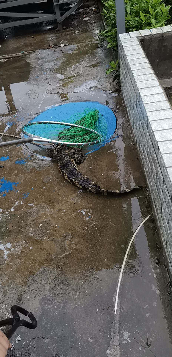 暴雨后鳄鱼到肉联厂“溜达”？鳄鱼从哪里来？