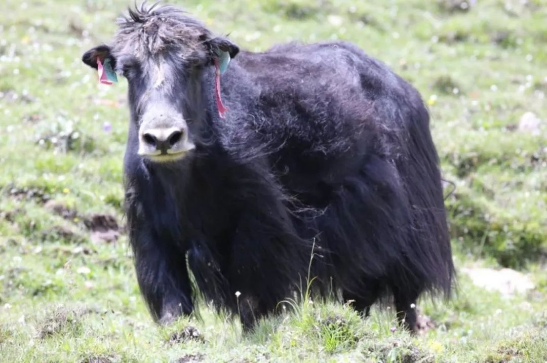 世界首个无角牦牛中国培育 为什么要培育无角牦牛