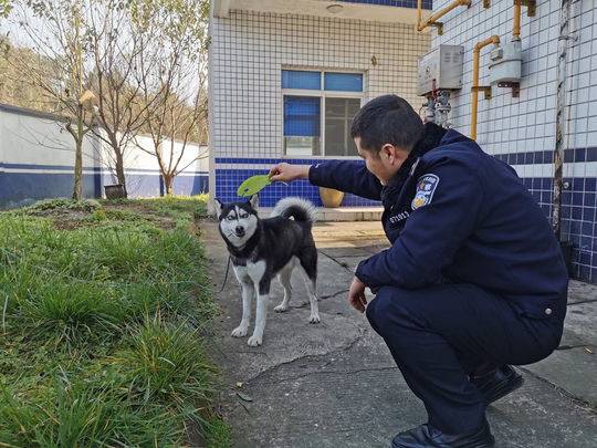 哈士奇进村民家“偷鸡”怎么回事？偷鸡哈士奇被逮个正着