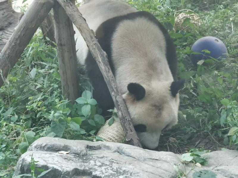北京动物园回应网红熊猫秃头：打滚引起的毛发磨损