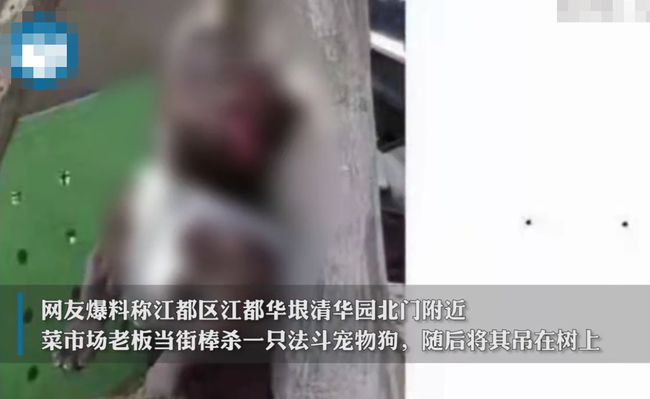 男子将宠物狗挂树当街棒杀 宠物狗挂树当街棒杀现场图