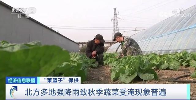 10月全国蔬菜环比上涨16% 黄瓜领涨