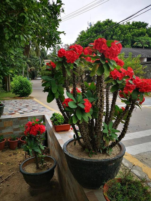 毒植物的名字 毒性最大的植物 常见带毒的植物