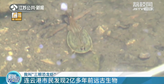 小区池塘发现2亿年前远古生物现象 连云港东海市民在小区池塘发现2亿年前物种