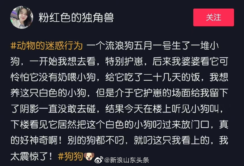 小狗夭折狗妈妈死死不让埋  小狗死掉为什么不能埋 狗儿死了埋了不好