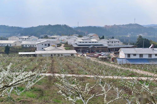 2023年美丽乡村建设