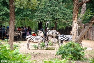 上海动物园和野生动物园哪个好玩