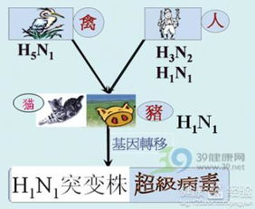 专家：甲流不会形成大流行