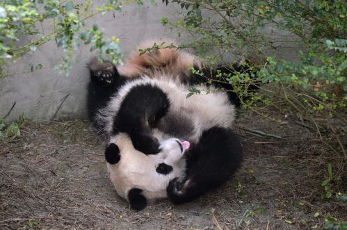 拍摄者回应旅英大熊猫听懂四川话