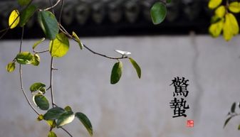 惊蛰是什么意思解释