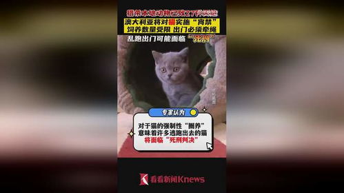 澳大利亚将对猫实施宵禁措施