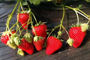 白草莓品种排名