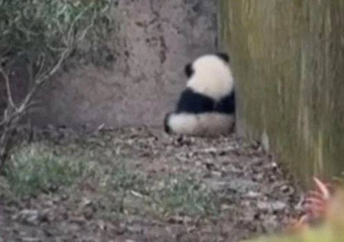 基地回应残疾大熊猫被泼水