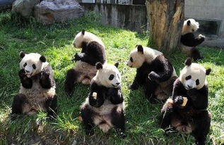 大熊猫多少只