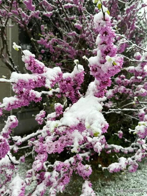 河南多地迎来桃花雪