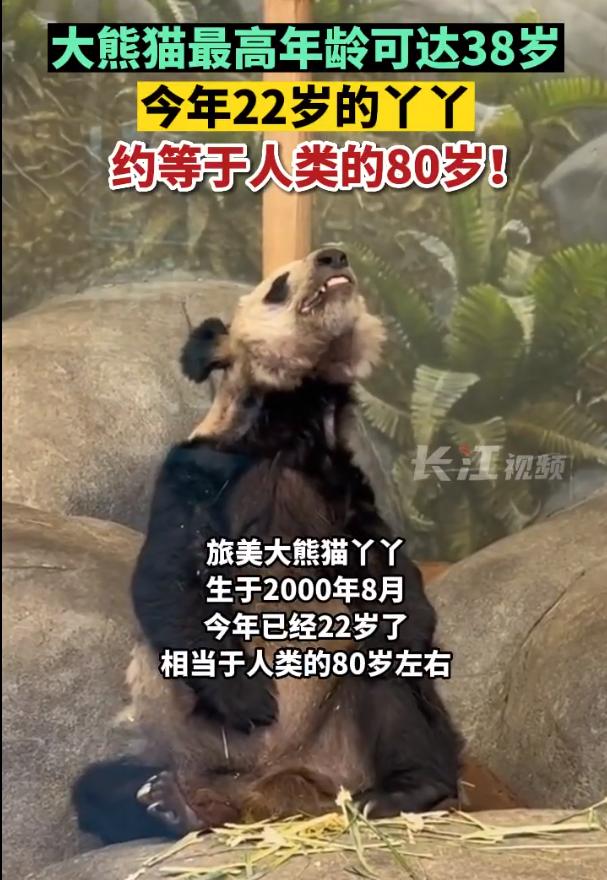 熊猫丫丫几岁去的美国 熊猫丫丫多少岁了相当于人多少岁