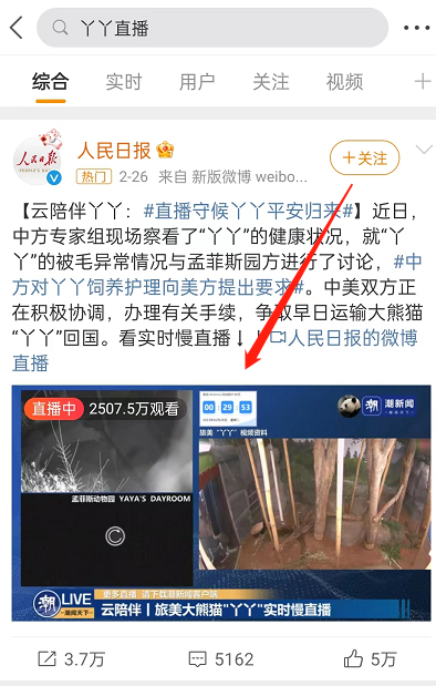 大熊猫丫丫直播在哪里看 熊猫丫丫实时直播中国新闻网
