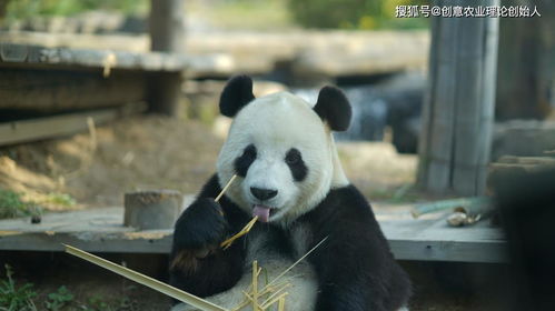 走在时尚前沿的大熊猫被发现_华为举办“科技守护大熊猫栖息地”论坛