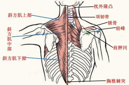 4个动作松解紧张的斜方肌_斜方肌太厚背部臃肿，穿衣难看？5 个瑜伽体式放松斜方肌