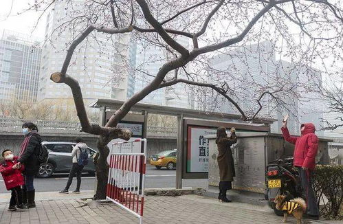 路人在北京街头盘花花_顶流歌王华晨宇的路人盘太能打了吧