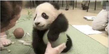 大熊猫跟饲养员学会龇牙_龇牙咧嘴掰竹子，被饲养员“弹脑瓜崩”，萌二有多“好笑”！