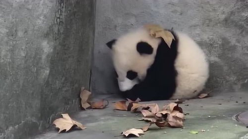 商场回应超大熊猫被风吹走_成都大熊猫基地大树被风吹倒砸伤女游客，园方：有专人处理此事