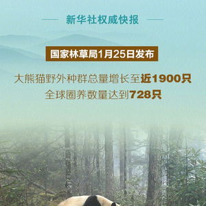 我国大熊猫野外种群总量已近1900只_大熊猫野外种群总量增长至近1900只