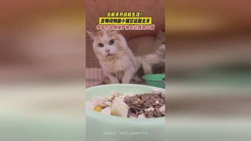 昆明动物园2只猫咪住进新家啦_昆明动物园两只猫咪安全移出猴山，由中国小动物保护协会接管，已抵北京新家状态良好