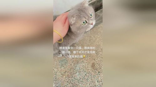 10斤的猫9斤的气场_猫也是分等级的，同样是猫，气场完全不一样