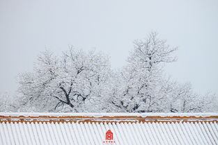 故宫的雪壁纸上新_你等的大片，来了！故宫的雪壁纸上新