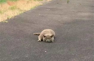 再慢一秒就变成流浪猫了_路边流浪猫走路姿势奇怪，网友仔细一看，难怪走得这么慢