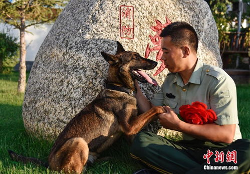 退役搜救犬跳车狂奔扑向训导员_泪目！退役军犬送别途中突然跳车…