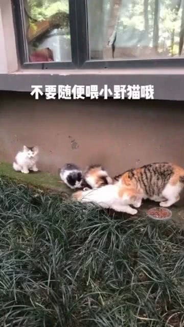 被炸鸡店喂的胖胖的流浪猫_窥探流浪猫的一天 它们究竟是怎么生活的 结局哭笑不得