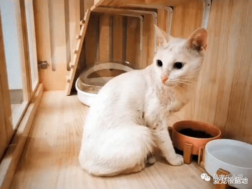 领养一年的猫前主人说要回去_心痛啊，领养了只猫咪第二天原主人反悔要回去了！