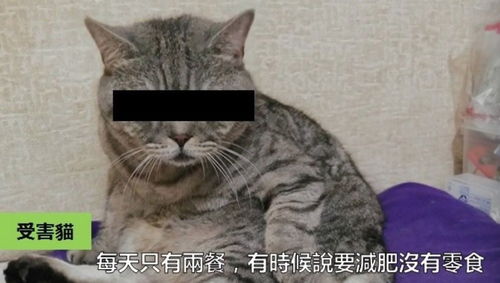 律师谈猫一杯MCN机构责任_