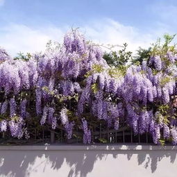 紫藤花开浪漫了整个春天_惊艳！京城紫藤花开成瀑，梦幻了整个春天~