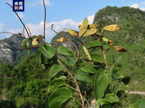 广西发现隐世80多年的凌云龙须藤_“隐世”80多年 稀有植物凌云龙须藤重现广西